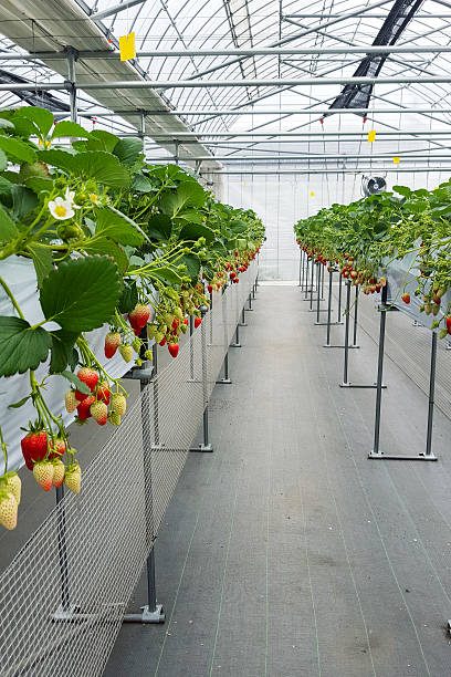 istock Strawberry fruit in nursery plantation 638106494