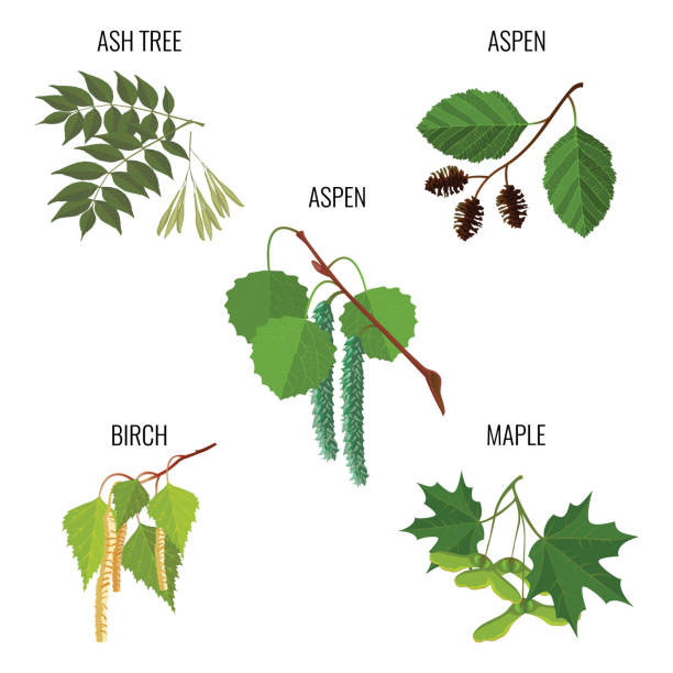 灰の木の葉、アスペンの花、白樺の芽とメープルキー - maple keys点のイラスト素材／クリップアート素材／マンガ素材／アイコン素材