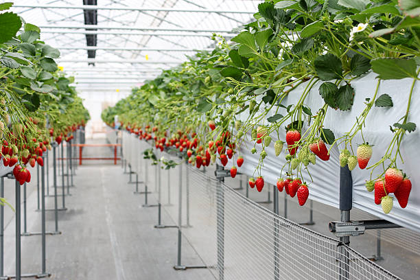 Strawberry fruit in nursery plantation at japan