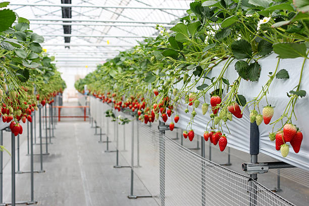 owoce truskawkowe na plantacji szkółek w japonii - strawberry plant audio zdjęcia i obrazy z banku zdjęć