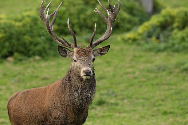 istock Red deer rutting season 638108002