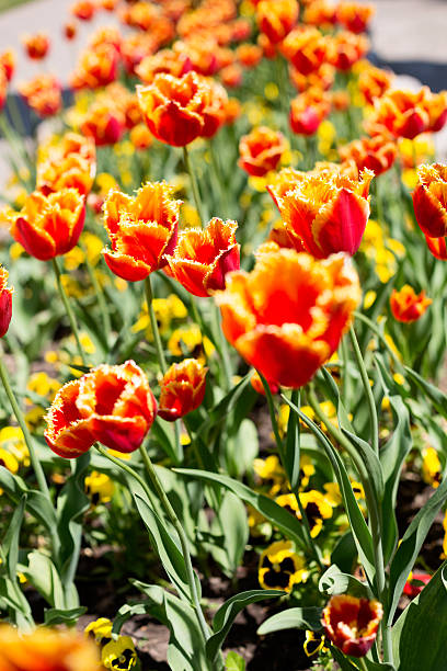 istock Beautiful orange tulip flower fields 638108098