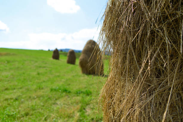 glade with haystacks in the wooded area
