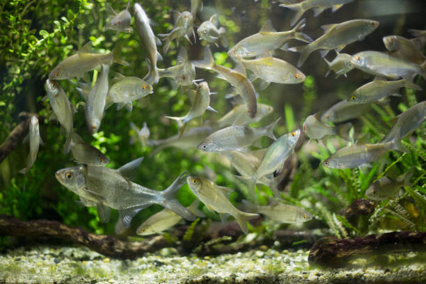 istock Colorful fish swimming in an aquarium 638109628