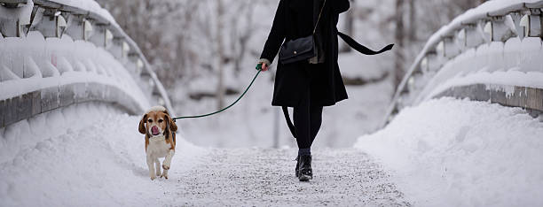 one woman only, domestic dog, walking, Montreal, winter