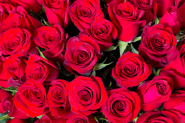 istock Plenty red natural roses seamless background 638111040