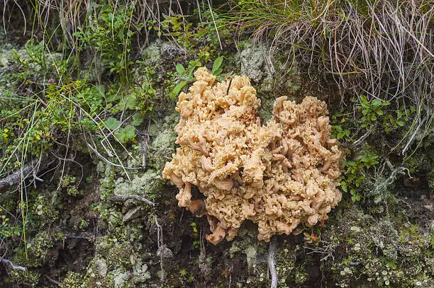 Toadstool with which should be extremely cautious