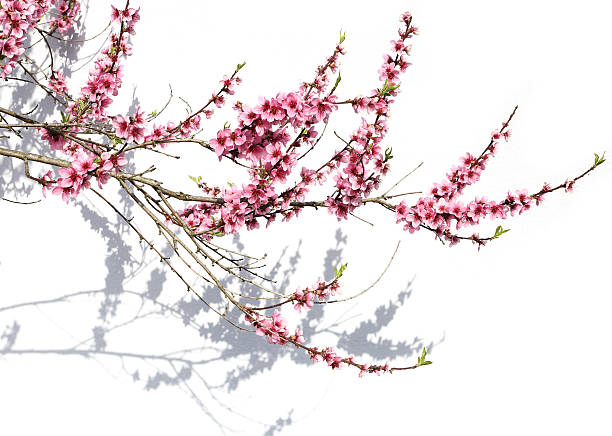 咲く木の大枝 - branch blossom flower peach tree ストックフォトと画像