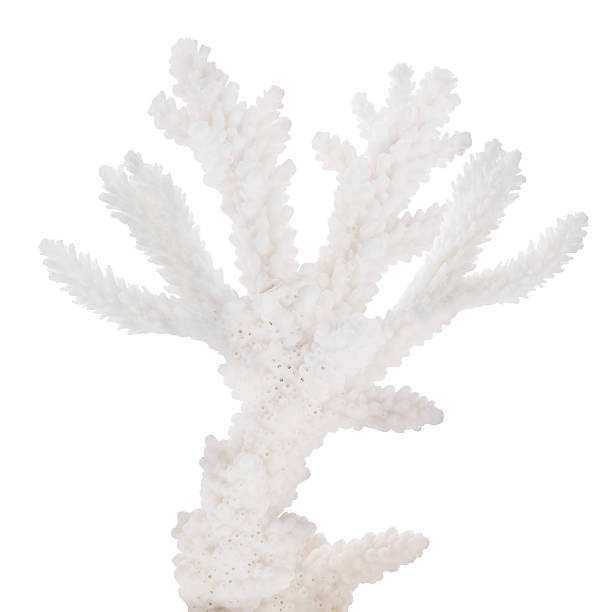 istock isolated white coral small branch 638116172