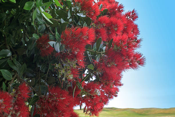 istock Pohutukawa, New Zealand Christmas Tree 638116480