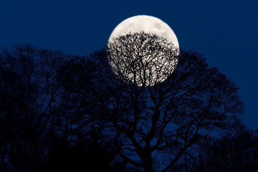 Large winter moon shining through defoliated branches of deciduous trees in British countryside