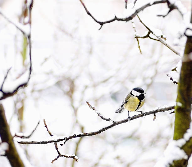 bird titmouse on branch on white background winter snow