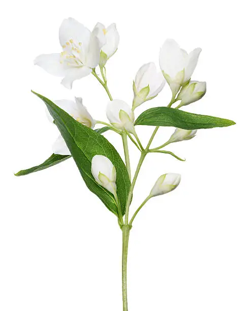 Photo of isolated jasmine branch with blooms and buds