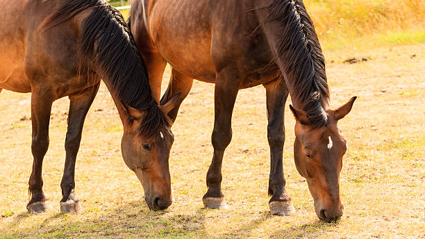 istock Majestic graceful brown horses in meadow. 638119504