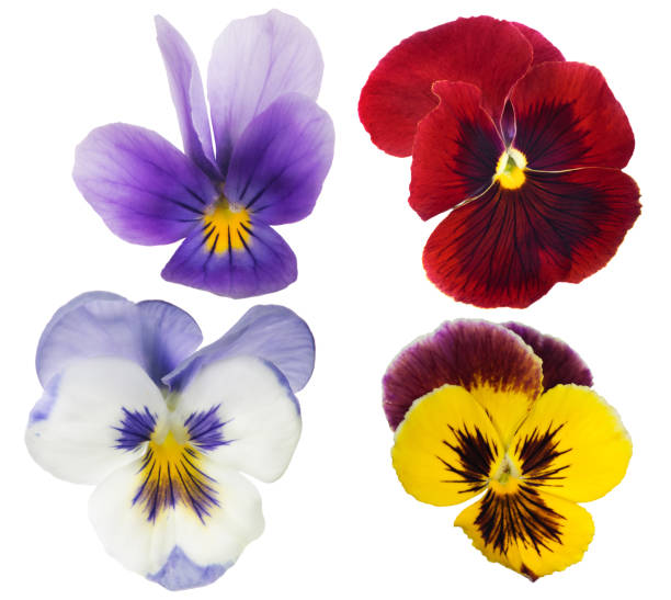istock four pansy blooms collection isolated on white 638121294