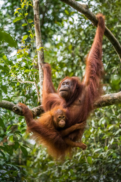 istock Female orangutan with baby 638123610