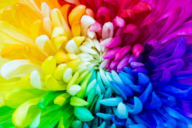istock Colorful rainbow flower background 638124358