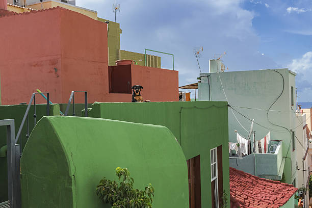 istock La palma tazacorte old house with dog 638125146