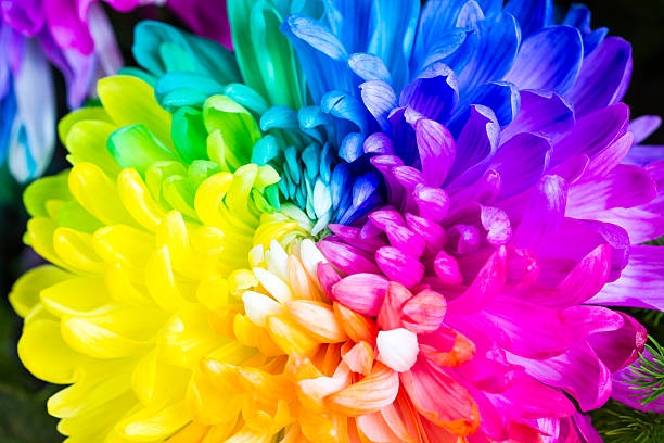 istock Colorful rainbow flower background 638126134