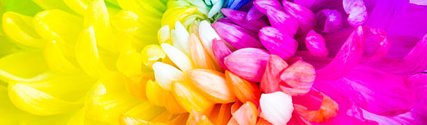 istock Colorful rainbow flower background 638126178