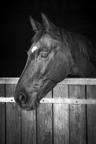 istock Horse head looking out of his stable, black and white 638127664