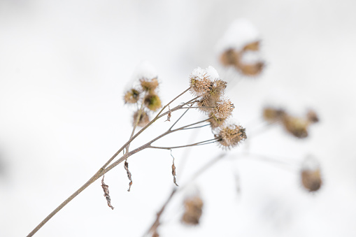 natural winter  background with shallow focus and blurry background