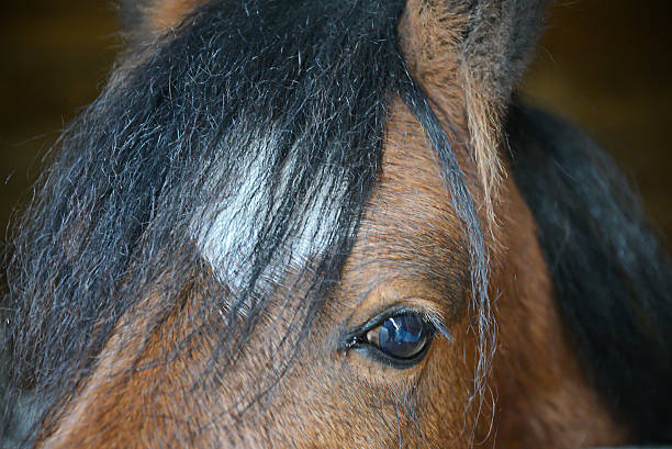 istock Bay horse eye close up 638127728