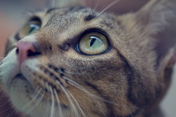 istock Close up of a asian cats eyes 638127752