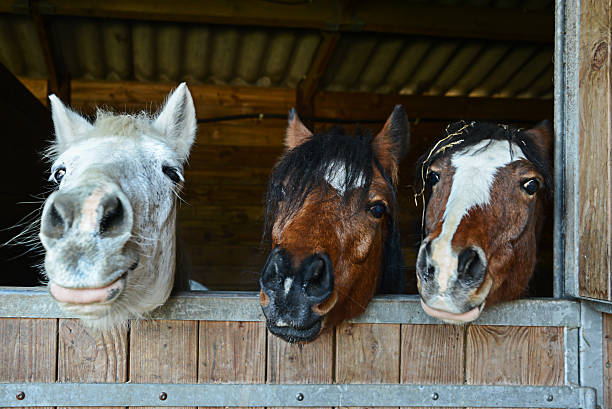 drôles de chevaux dans leur écurie - écurie photos et images de collection