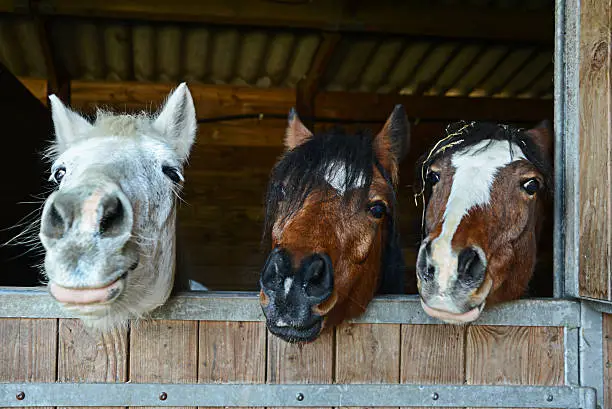 Photo of Funny horses in their stable