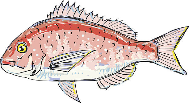 Red sea bream vector sketch illustration clip-art - ilustração de arte vetorial