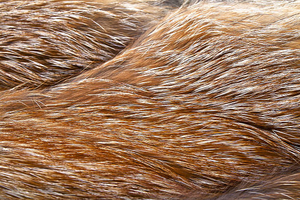 istock Texture of red fox fur, close up 638128594