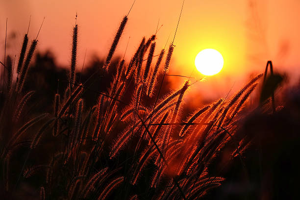 istock Sunset with silhouette of grass flower 638128976