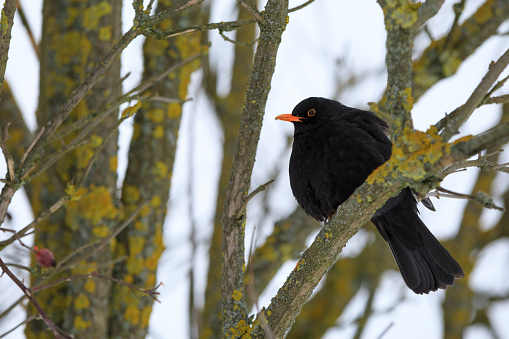 male of Common blackbird (Turdus merula) on in winter on rosehip tree