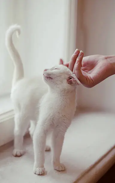 Photo of hand stroking a white caress cat