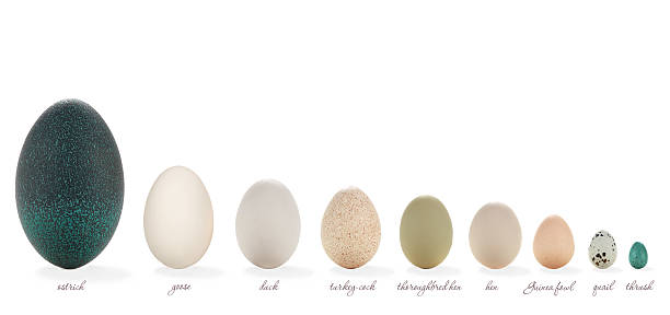 egg kind of egg of different birds on a farm quail bird stock pictures, royalty-free photos & images
