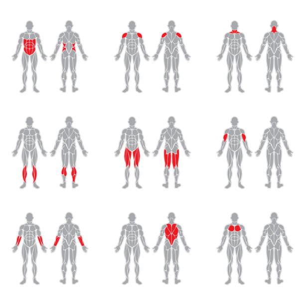 menschliche körpermuskulatur - muskulös stock-grafiken, -clipart, -cartoons und -symbole