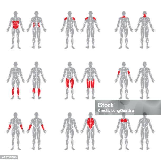 人体の筋肉 - 筋肉質のベクターアート素材や画像を多数ご用意 - 筋肉質, 人体, 人体構造