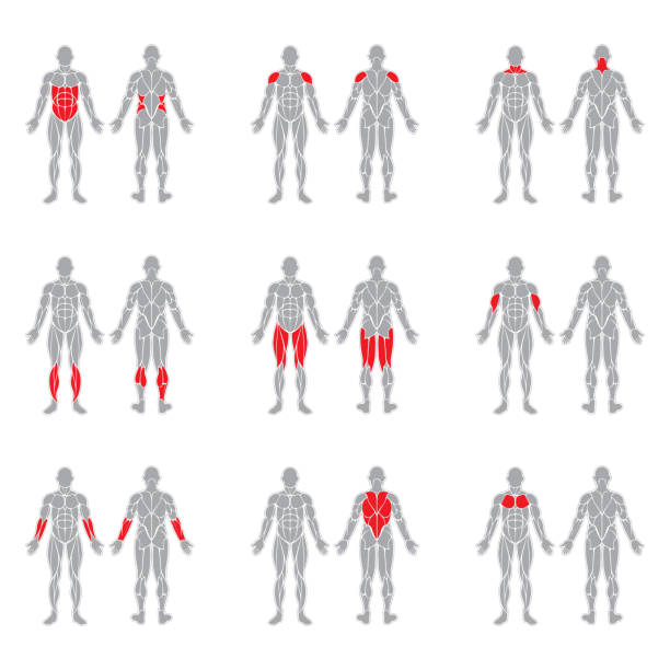 Human body muscles Human muscles silhouettes isolated on white background muscle stock illustrations