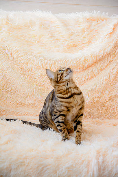 istock cute beautiful Bengal cat on the carpet 638135746