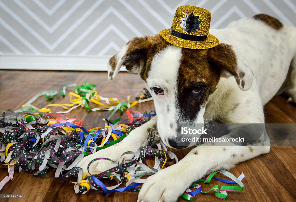 Neujahrswelpe legt sich mit Hut und Streamern - Lizenzfrei Silvester Stock-Foto