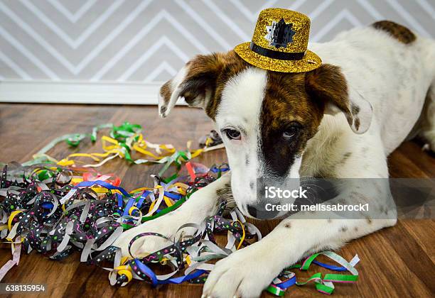 Neujahrswelpe Legt Sich Mit Hut Und Streamern Stockfoto und mehr Bilder von Silvester - Silvester, Hund, Zylinderhut