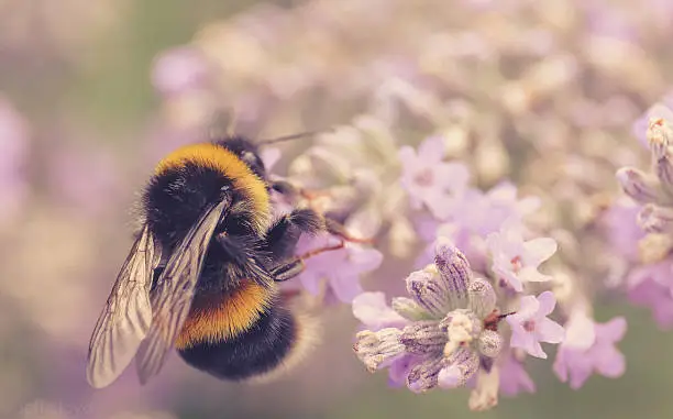 Buff-tailed bumblebee on Lavender Flowers, simple dreamy light, late summer