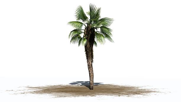 砂の領域に中国のファンの手のひら - 白い背景に - palm tree tree isolated landscaped ストックフォトと画像