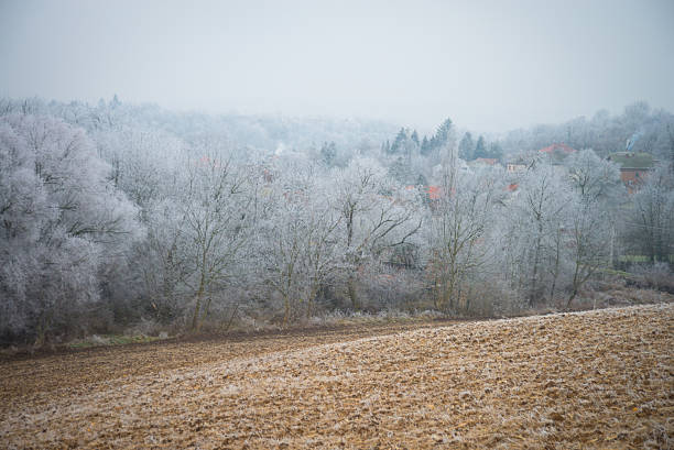 istock Hoar on the branches of trees in the forest 638136770