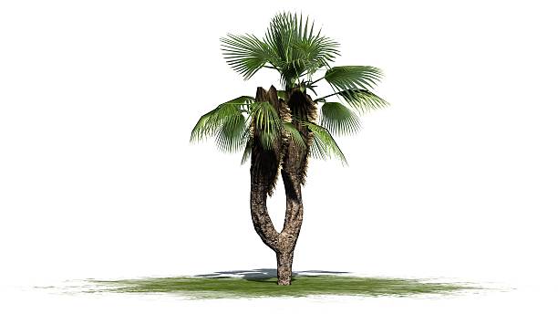 緑の領域に中国のファンの手のひら - 白い背景に - palm tree tree isolated landscaped ストックフォトと画像