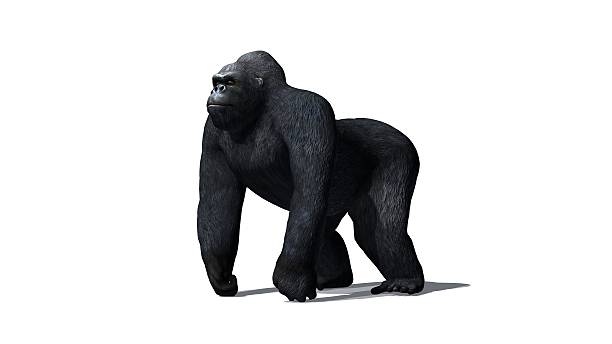 gorilla - isolated on white background gorilla - isolated on white background white gorilla stock pictures, royalty-free photos & images