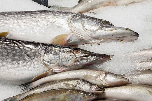 istock the fresh fish lying in ice on a counter 638138632