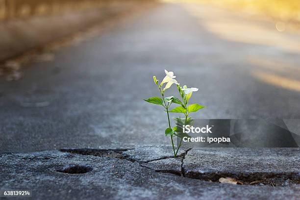Bianco Fiore Crescita Per Decifrare Street Morbido Messa A Fuoco - Fotografie stock e altre immagini di Fiore