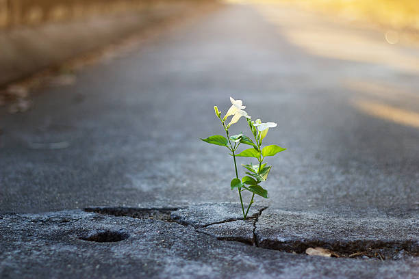 white flower growing on crack street, soft focus